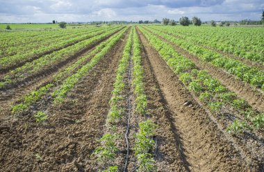 Genç domates bitkileri iki satırda her karık dikti.