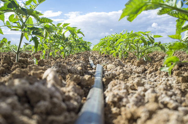 Young tomato plants drip irrigation system. Ground level view