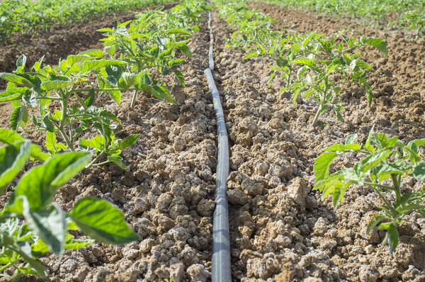 Young tomato plants drip irrigation system. Ground level view