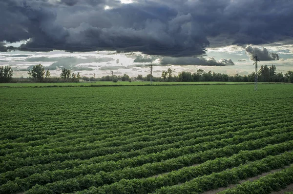 Jeune plantation de tomates avec un temps orageux — Photo