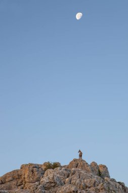 Torcal buzlu yaban keçisi