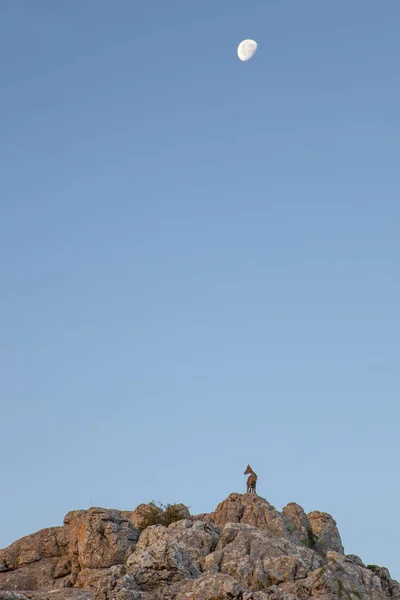 Torcal buzlu yaban keçisi — Stok fotoğraf