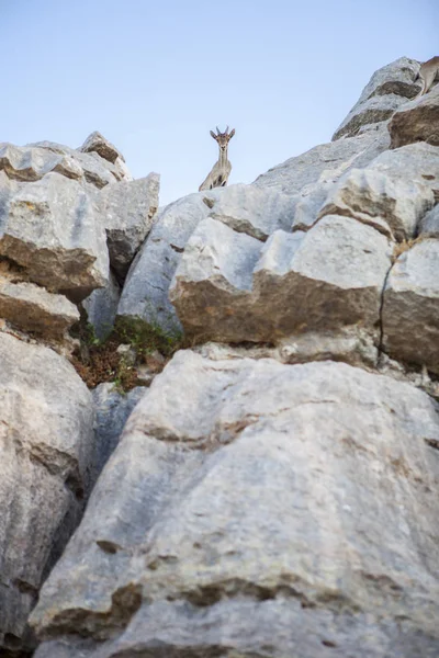 Wild goat on the rocks of Torcal — Stock Photo, Image