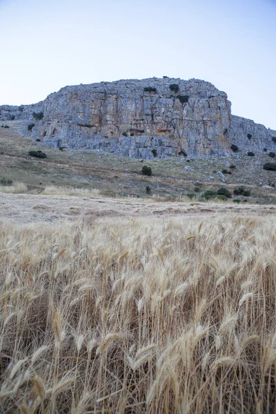 Wheat field at mountain range of Antequera — Stock Photo, Image