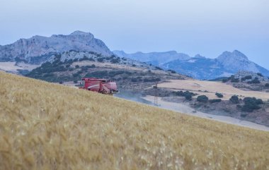 Eğimli üzerinde çalışma hasat birleştirmek zemin, İspanya