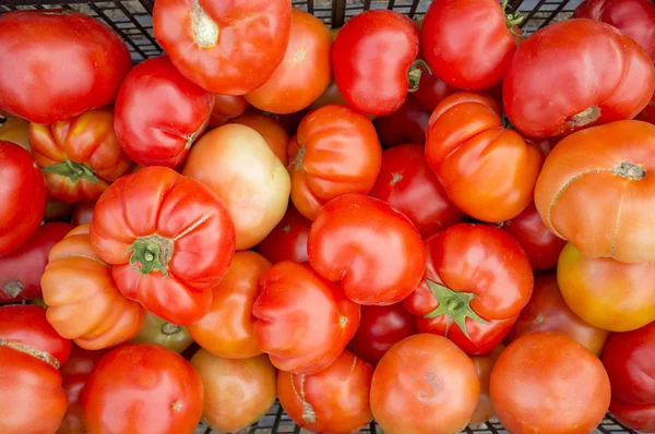 Tomatoes just collected at local farm. Sustainable agriculture — Stock Photo, Image