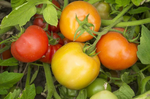 Pomidory na roślin z różnych dojrzewania etapie — Zdjęcie stockowe