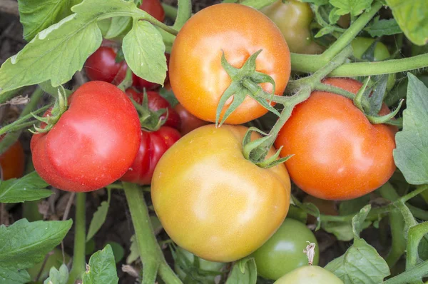 Pomidory na roślin z różnych dojrzewania etapie — Zdjęcie stockowe