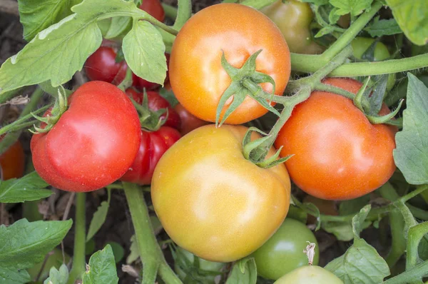 Tomatoes on plant with different maturation stage — Stock Photo, Image