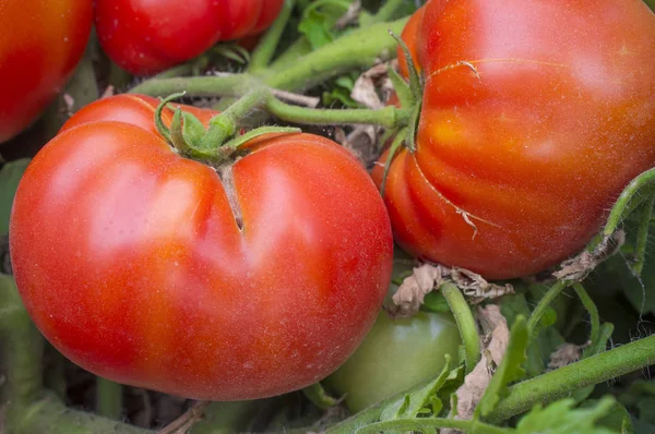 Red tomatoes on plant at local farm — Stock Photo, Image