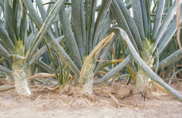 Bolbos de cebola branca. Vista para o solo — Fotografia de Stock