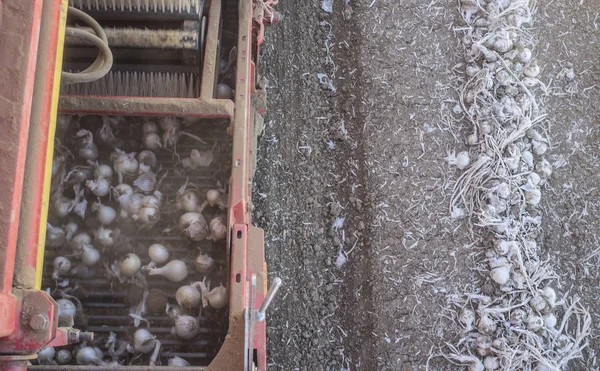 Onion harvester at work. Rising conveyor belt view — Stock Photo, Image