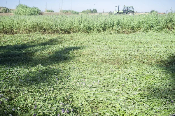 Tractor cutting and swathing alfalfa — Stock Photo, Image