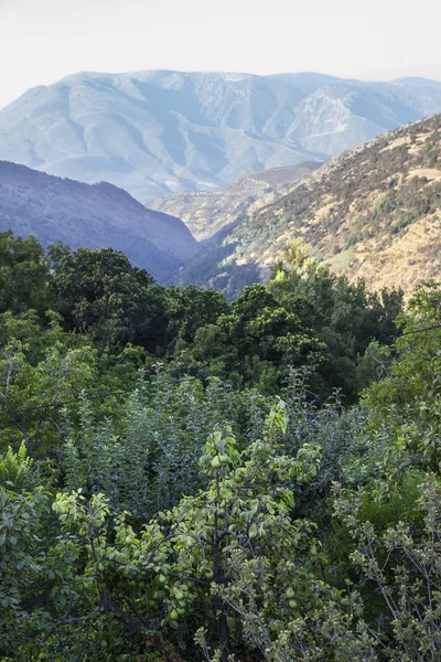 Aşırı yüklenmiş meyve ağaçları Alpujarras bölgesi, İspanya