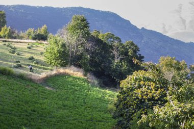 Poqueira Gorge yakın teraslı bankada çalışan dağ çiftçi