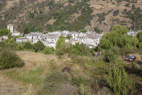 Mule pascolo vicino a Capileira Village, Alpujarras Region, Spai — Foto Stock