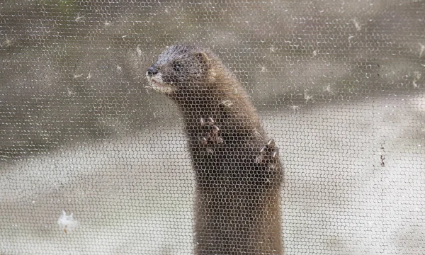 Europäischer Nerz, mustela lutreola, Blick durch das Gitter — Stockfoto