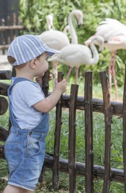 Büyük flamingoları hayvanat bahçesinde arıyorum erkek bebek