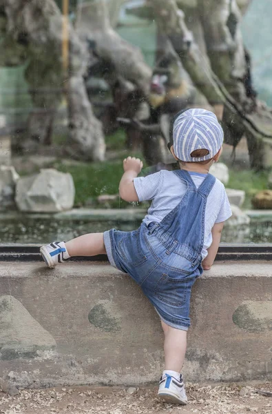 Erkek bebek maymun kafesi yaklaşıyor