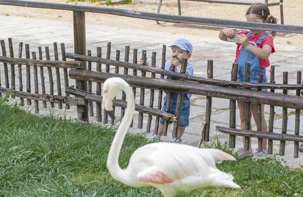 Litle frères dans le zoo — Photo