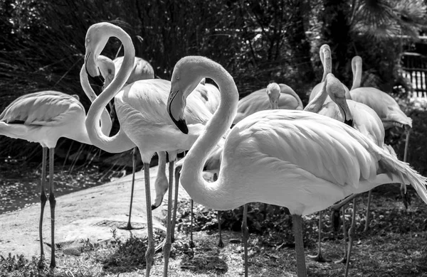 Siyah ve beyaz üzerinde büyük flamingolar — Stok fotoğraf