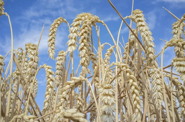 Пшеничні вуха, повні зерна на зерновому полі над блакитним небом — стокове фото