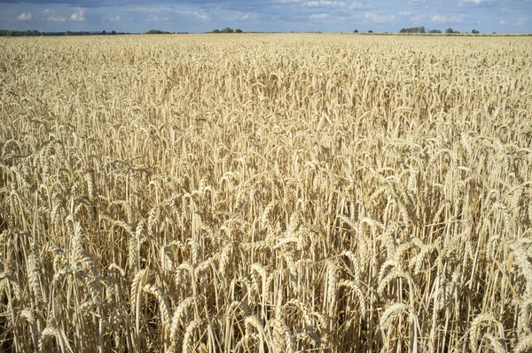 Gewassen tarweveld met bewolkte winderige hemel — Stockfoto