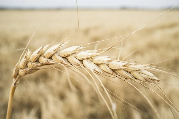 Одно зерно над пшеничным полем — стоковое фото