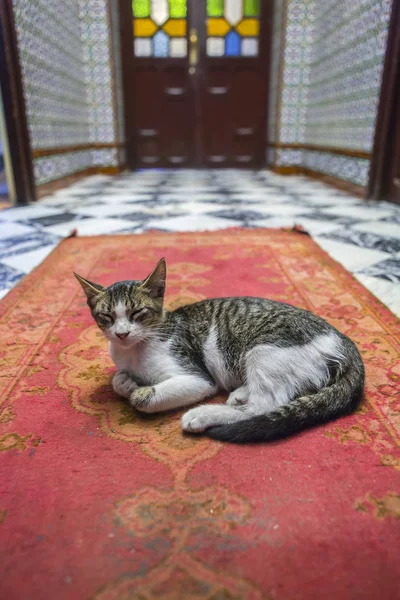 Sleepy cat on riad doorway — Stock Photo, Image