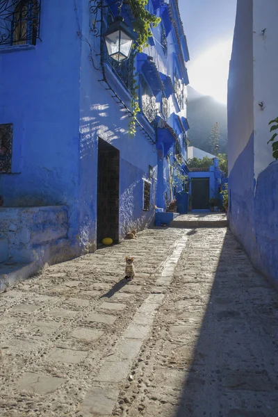 Evcil hayvan chefchauen