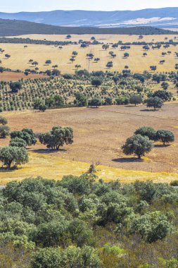 Cabaneros Milli Parkı. Bir dehesa, geleneksel pastoral mana