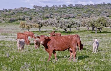 Extremadura kırmızı Retinta inek, Alor dağlar, İspanya