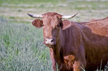 Kırmızı retinta inek Alor dağlar Dehesas otlatma