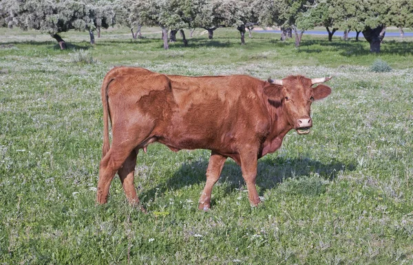Rode retinta koeien grazen in Alor bergen Dehesas — Stockfoto