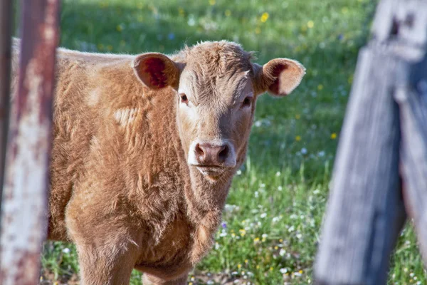 Röd retinta kalv bete på Alor bergen Dehesas — Stockfoto