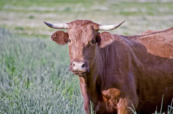 Rode retinta koeien grazen in Alor bergen Dehesas — Stockfoto