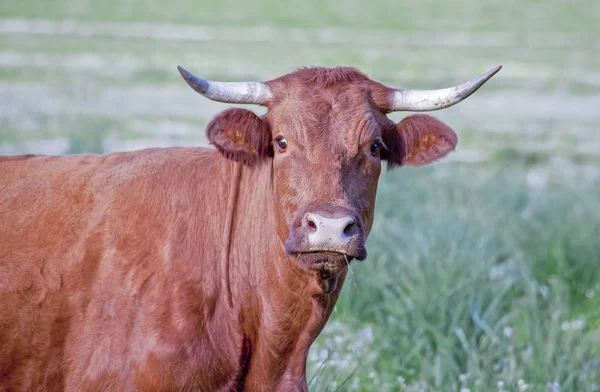 Vaca de retinta roja pastando en las montañas de Alor Dehesas — Foto de Stock