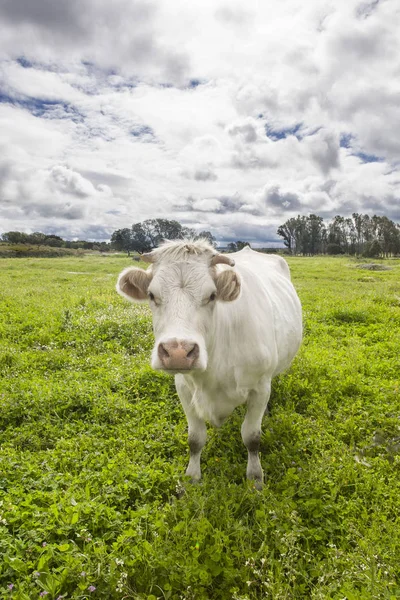 Charolais cow grazing at Salor countryside, Caceres, Spain — Stock Photo, Image