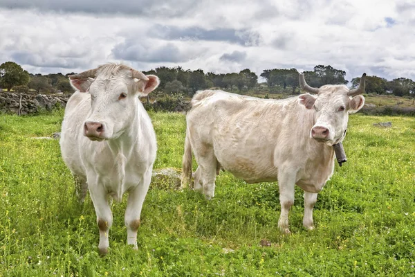 Twee charolais caws grazen op Salor platteland, Caceres, Spanje — Stockfoto