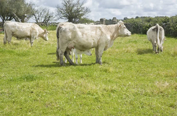 Charolais vee grazen op Salor platteland, Caceres, Spanje — Stockfoto