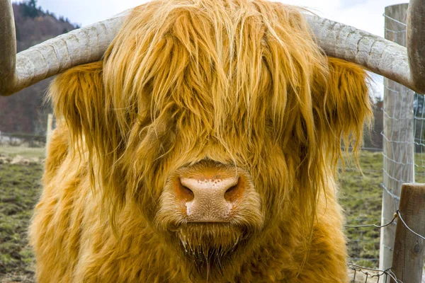 Een mooie oranje haired highland cow — Stockfoto