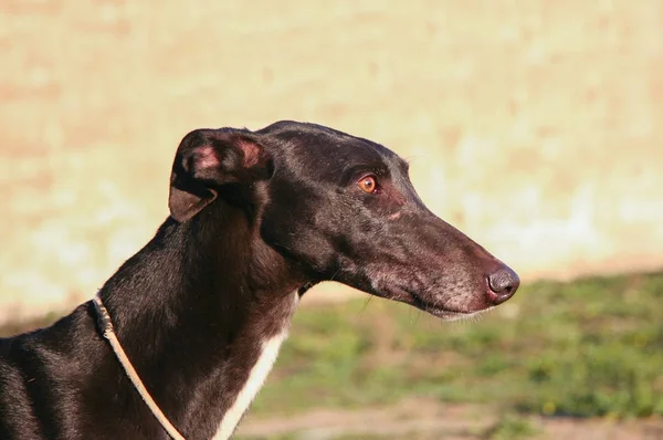 Purebreed young spanish greyhound also called in Spain as Galgo — Stock Photo, Image
