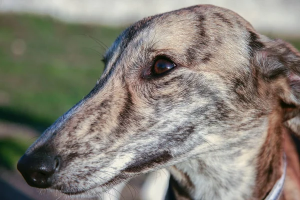 Purebreed young spanish greyhound also called in Spain as Galgo — Stock Photo, Image