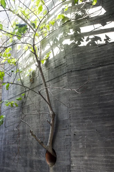 Fig tree plant growing out of concrete wall through drainpipe ho — Stock Photo, Image