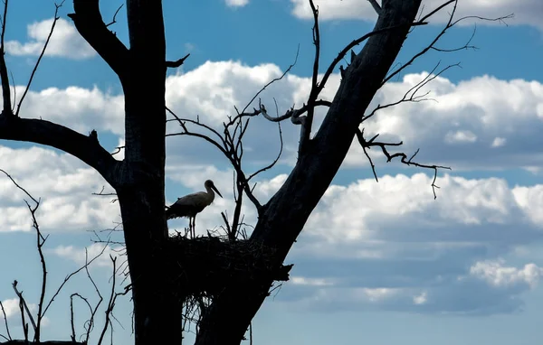 Silhouet van stork in het nest over droge boom, Badajoz, Spanje — Stockfoto