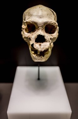 Miguelon, en eksiksiz kafatası, İspanya için kullanıcı adı