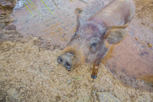 Bir su birikintisi zevk genç siyah İber domuz yavrusu — Stok fotoğraf