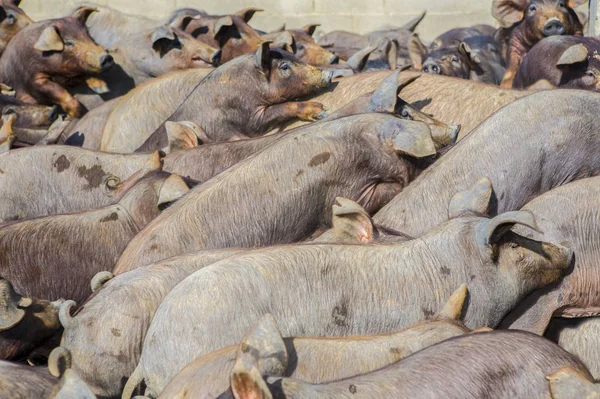 İber domuz yavruları kalabalık birlikte domuz ahırı kapıda siyah — Stok fotoğraf
