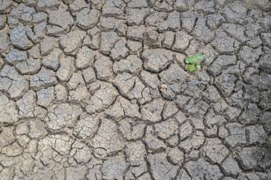 Kurutulmuş kırık nehir yatağı toprakta çimlenme bitki