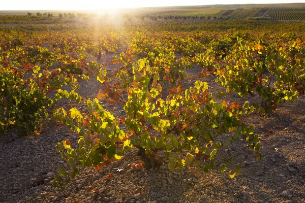 Vines plantation under october sunset light at Tierra de Barros — Stock Photo, Image